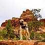dog, rock, desert, boots, leash, tree, nature, outdoor, animal, landscape, red_rock, canine, pet, hiking, adventure, scenery, wilderness, wildlife, standing, collar