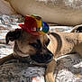 dog, pet, bed, blanket, hat, rainbow, sunlight, indoor, animal, cute, resting, floral_pattern, fur, canine, domestic_animal, relaxing, small_hat, shadow, comfort, closeup
