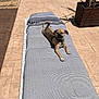 dog, outdoor, sunlight, cushion, striped, relaxing, patio, pavement, plant, wooden_planter, shade, small_dog, collar, sunny_day, shadow, resting, animal, backyard, garden, pet