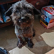 Enzo participe au concours pour gagner de l'argent avec cette photo : affenpinscher, animal, box, canine, clothing, dog, face, footwear, furniture, head, machine, person, pet, plate, poodle, puppy, shelf, shoe, spoke, terrier