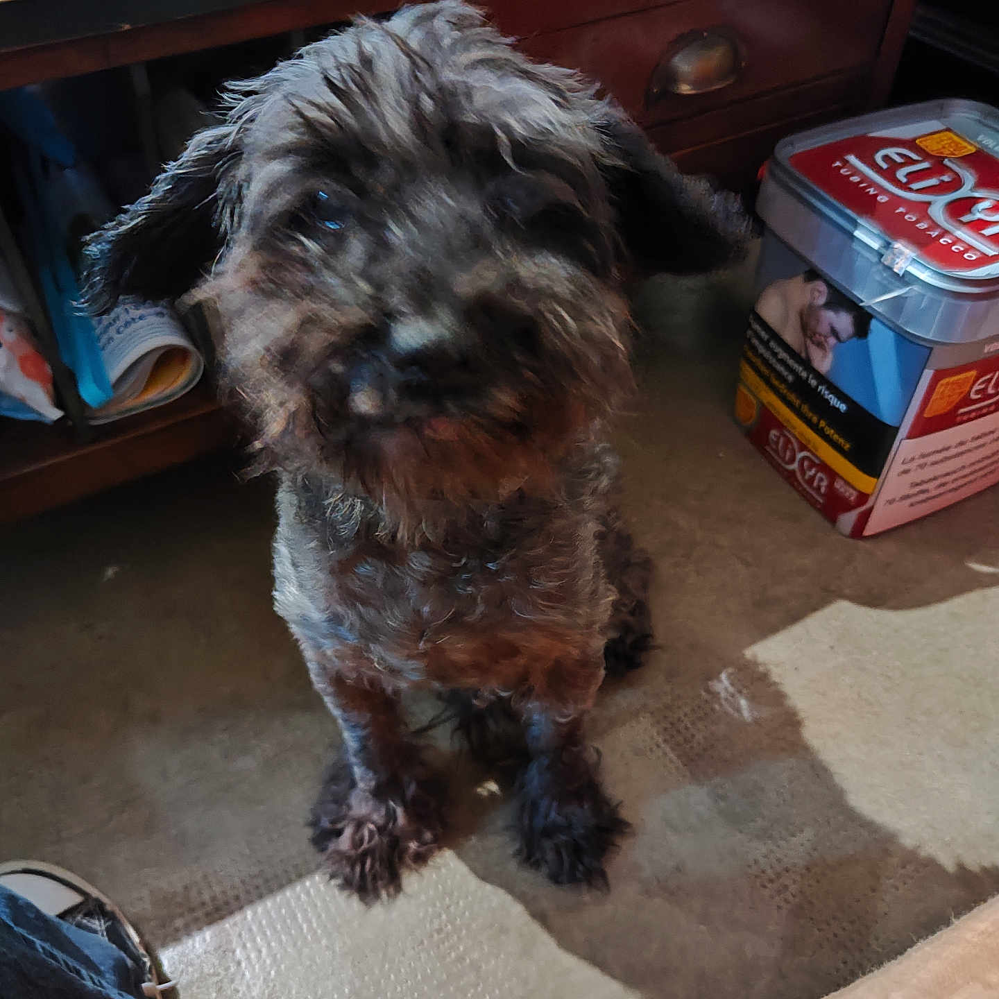 Enzo participe au concours pour gagner de l'argent avec cette photo : affenpinscher, animal, box, canine, clothing, dog, face, footwear, furniture, head, machine, person, pet, plate, poodle, puppy, shelf, shoe, spoke, terrier