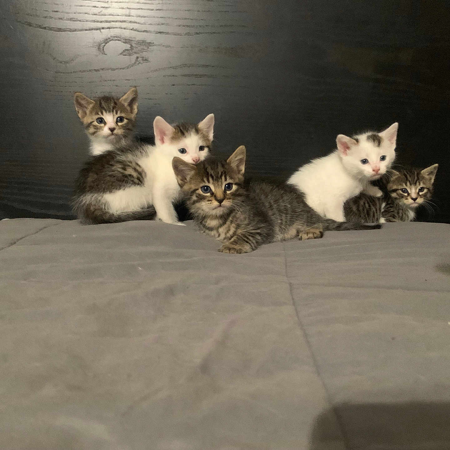 Kitties