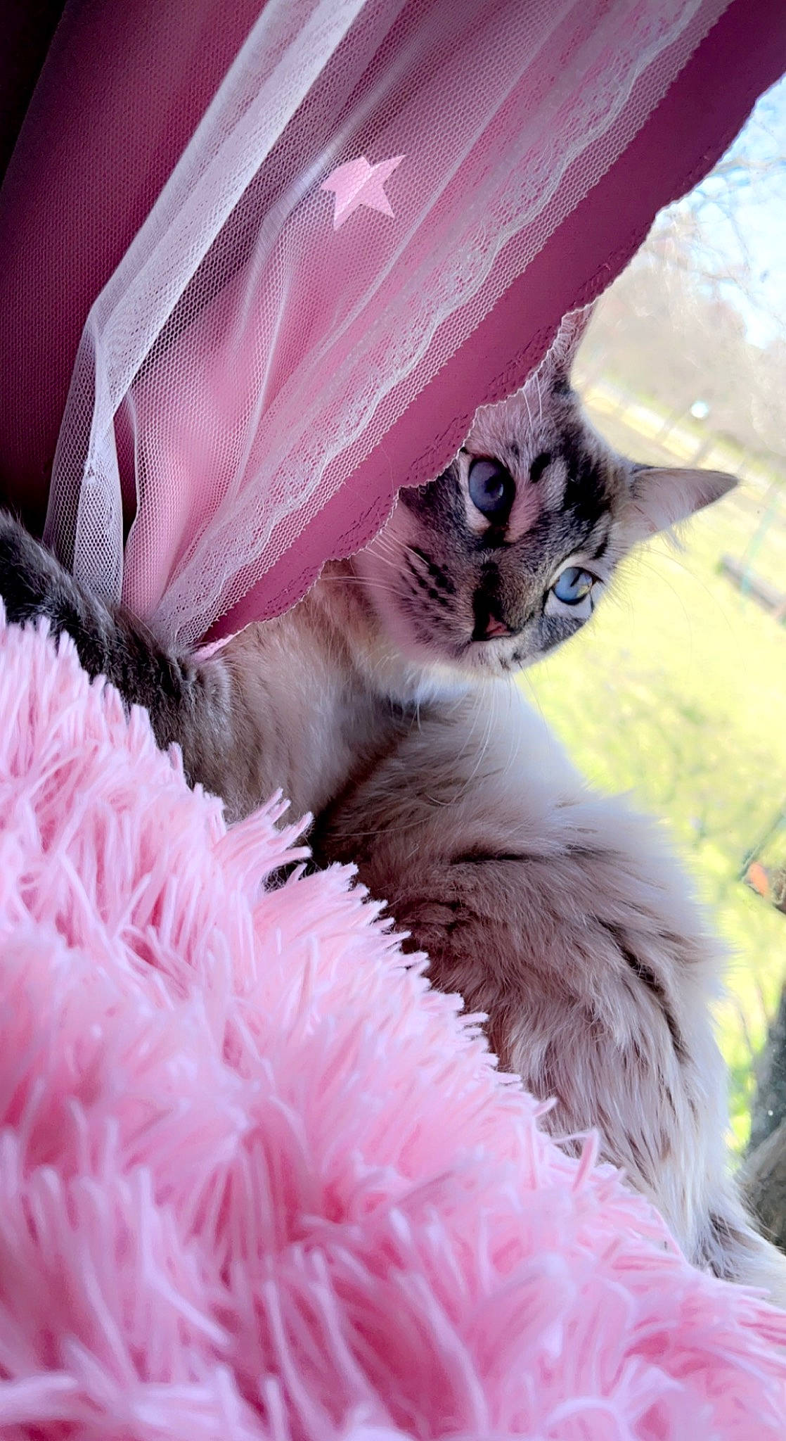 Mr. Sweetface is registered to the contest to win money with this photo: carnivore, cat, comfort, companion_dog, event, fawn, feather, felidae, foot, fur, human_leg, magenta, paw, petal, pink, plant, small_to_medium_sized_cats, snout, tail, whiskers