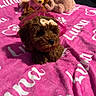 animal, blanket, bow, brown, cozy, cute, decor, dog, fur, indoor, pet, pink, plush_toy, puppy, resting, sleeping_area, soft, stuffed_animal, toy, young_dog