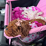 Luna joined the competition — help win amazing prizes! animal, blanket, bow, brown, car_interior, companion, cozy, cute, dog, fur, leather, pet, pet_carrier, pink, puppy, resting, seat, sleeping, toy, travel