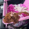 animal, blanket, bow, brown, car_interior, companion, cozy, cute, dog, fur, leather, pet, pet_carrier, pink, puppy, resting, seat, sleeping, toy, travel