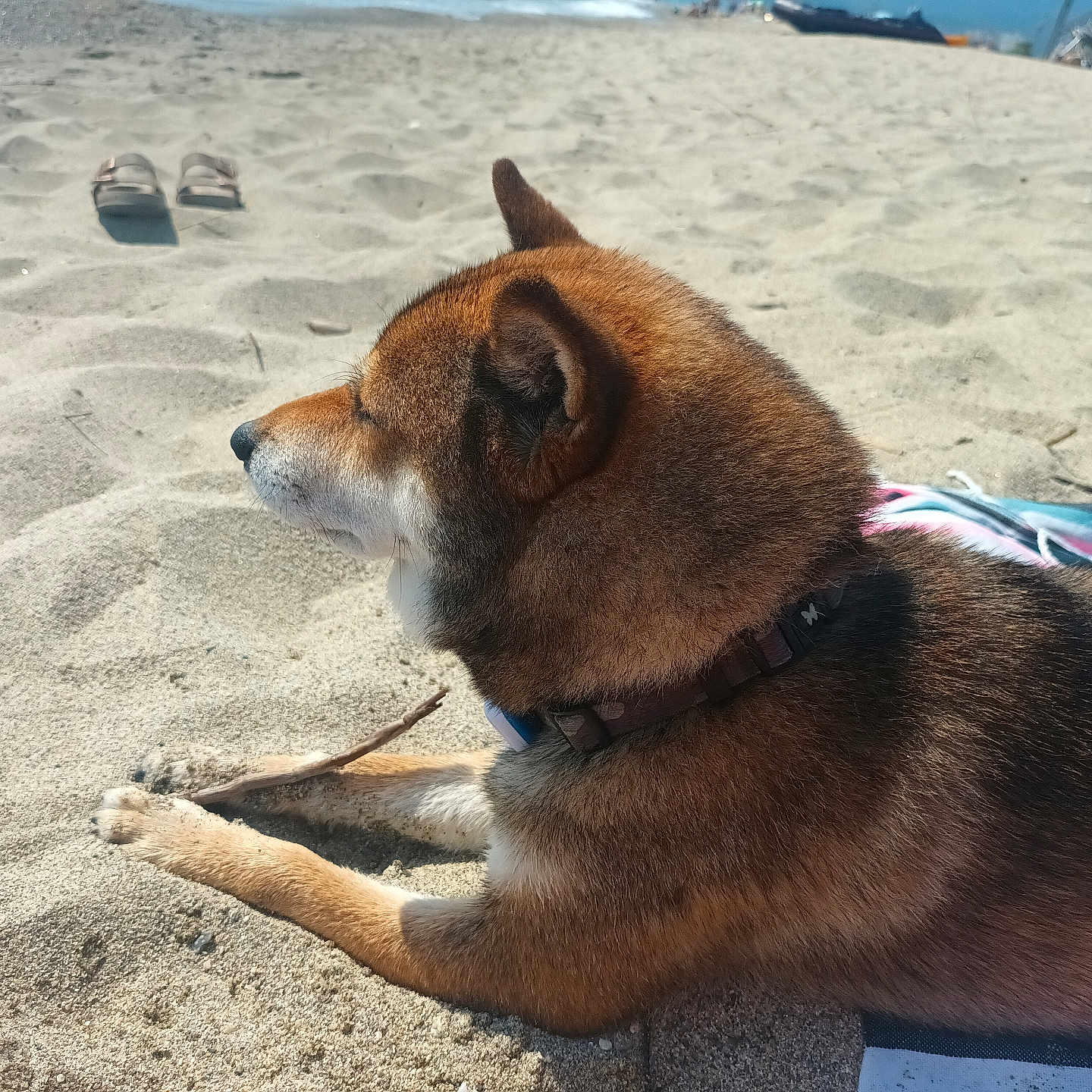 Sylver participe au concours pour gagner de l'argent avec cette photo : animal, beach, brown_fur, canine, collar, daytime, dog, footwear, leisure, nature, outdoor, pet, relaxing, resting, sand, side_view, summer, sunlight, towel, vacation