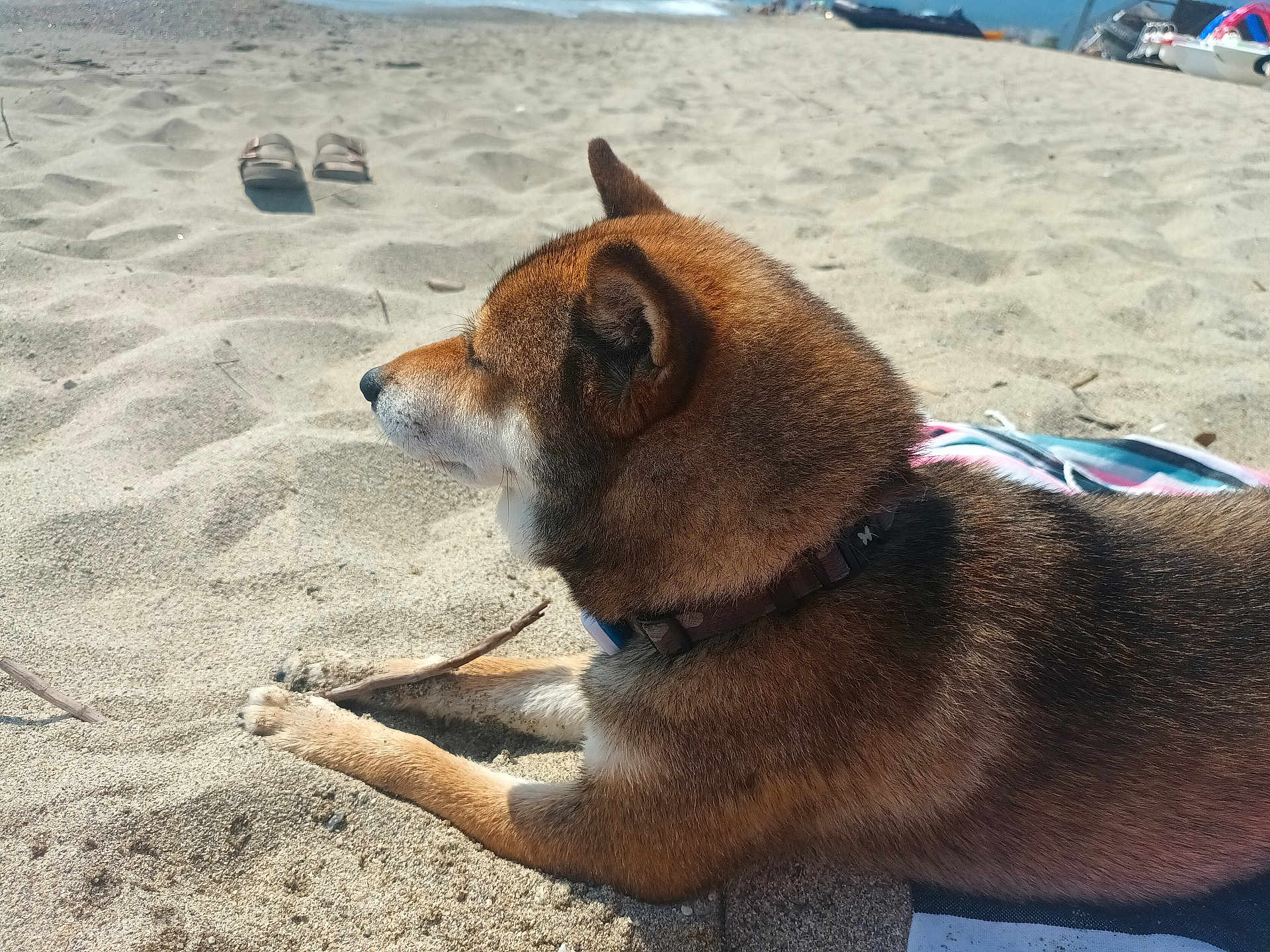 Sylver participe au concours pour gagner de l'argent avec cette photo : dog, beach, sand, towel, collar, sunlight, outdoor, relaxing, brown_fur, pet, canine, summer, vacation, footwear, animal, nature, daytime, side_view, resting, leisure