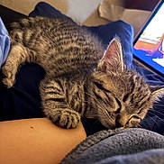 Salem joined the competition — help win amazing prizes! animal, arm, blanket, cat, closeup, cozy, cute, domestic, furry, indoor, kitten, nap, paw, pet, relaxation, resting, sleeping, soft, tabby, whiskers