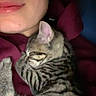 Salem is registered to the contest to win money with this photo: animal, cat, close_up, comfort, cozy, dark_background, ear, face, fur, hand, indoor, kitten, mouth, nose, person, rest, sleeping, snuggling, striped, warmth