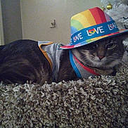 Yuki is registered to the contest to win money with this photo: animal, carpet, cat, christmas_tree, clothing, cozy, cute, decorations, feline, furniture, gray_cat, hat, holiday, indoor, love, mammal, pet, portrait, rainbow, resting