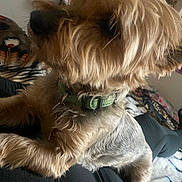 Zoe joined the competition — help win amazing prizes! dog, small_dog, yorkie, pet, portrait, close_up, fur, collar, snout, paw, indoor, bedroom, blanket, cute, sitting, companion, animal, muzzle, fuzzy, domestic