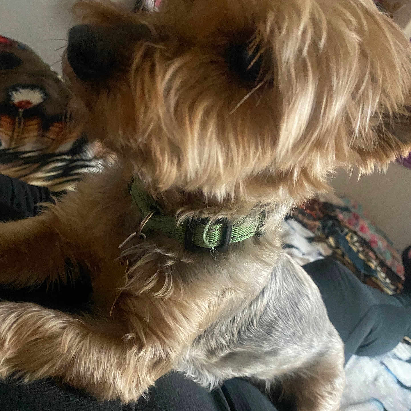 Zoe joined the competition — help win amazing prizes! animal, bedroom, blanket, close_up, collar, companion, cute, dog, domestic, fur, fuzzy, indoor, muzzle, paw, pet, portrait, sitting, small_dog, snout, yorkie