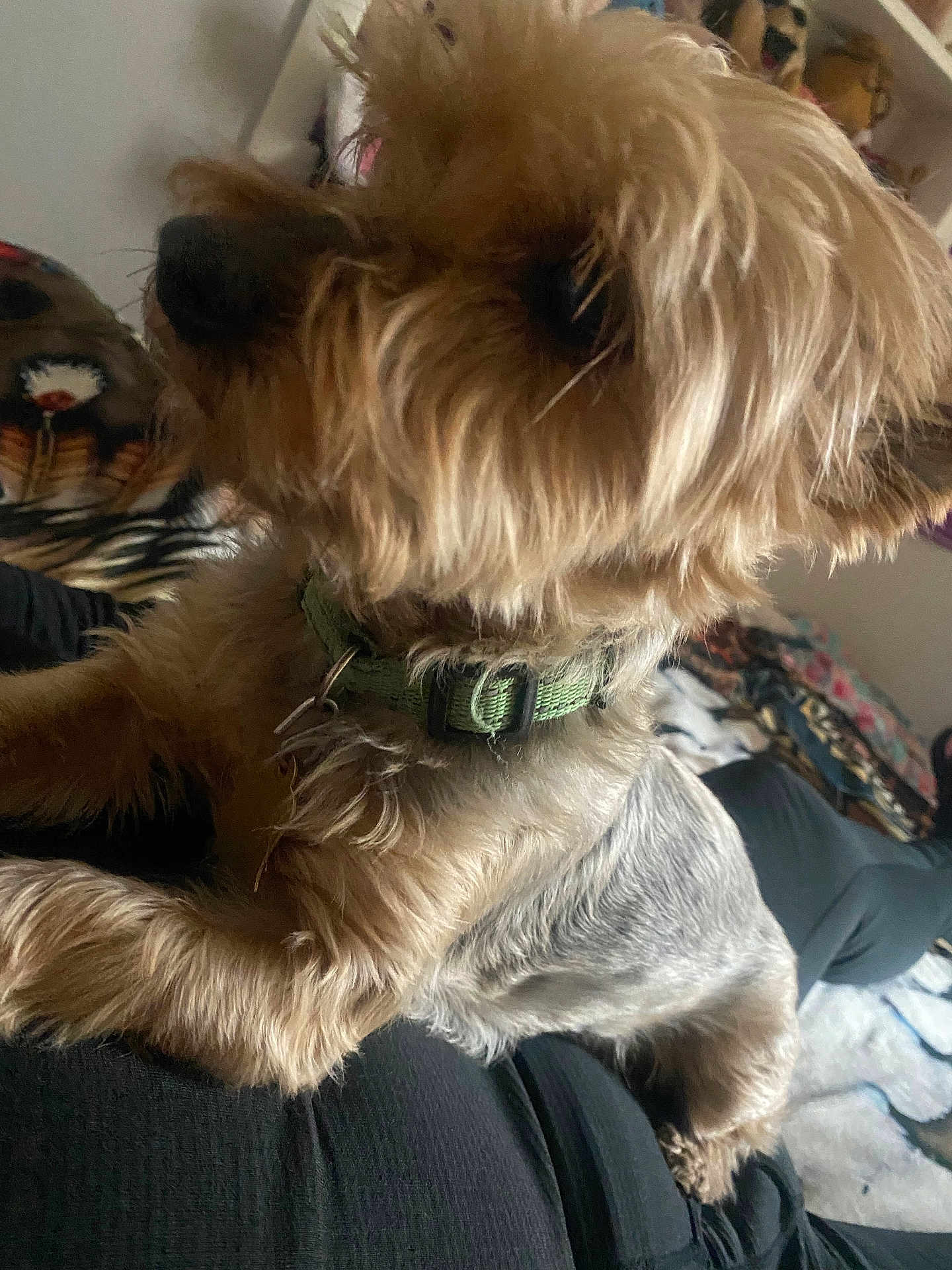 Zoe joined the competition — help win amazing prizes! dog, small_dog, yorkie, pet, portrait, close_up, fur, collar, snout, paw, indoor, bedroom, blanket, cute, sitting, companion, animal, muzzle, fuzzy, domestic