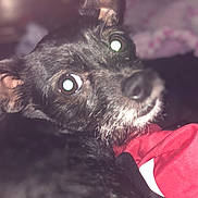 Taz joined the competition — help win amazing prizes! animal, black_dog, blanket, blurred_background, close_up, companion, curious, dog, domestic_animal, ears, eyes, fur, indoor, laying_down, muzzle, pet, portrait, red_cloth, snout, soft_light