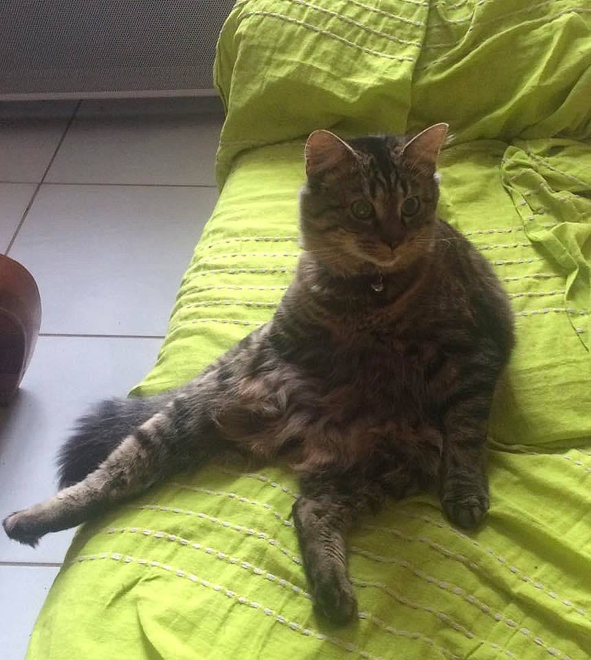 Flash a rejoint le concours — aidez-le/la à gagner de superbes lots ! asian, black_cat, california_spangled, carnivore, cat, domestic_short_haired_cat, dragon_li, european_shorthair, felidae, german_rex, kitten, mammal, nebelung, pixie_bob, small_to_medium_sized_cats, tabby_cat, tail, vertebrate, whiskers