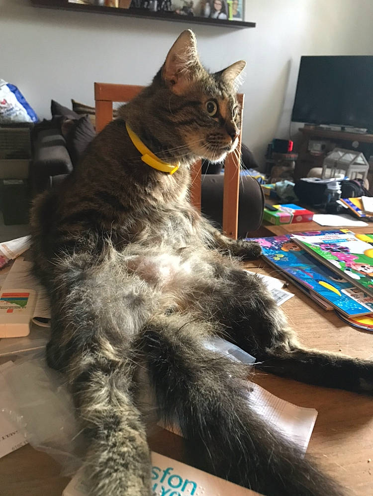 Flash a rejoint le concours — aidez-le/la à gagner de superbes lots ! american_shorthair, asian, carnivore, cat, domestic_short_haired_cat, european_shorthair, felidae, fur, maine_coon, mammal, russian_blue, small_to_medium_sized_cats, tail, whiskers