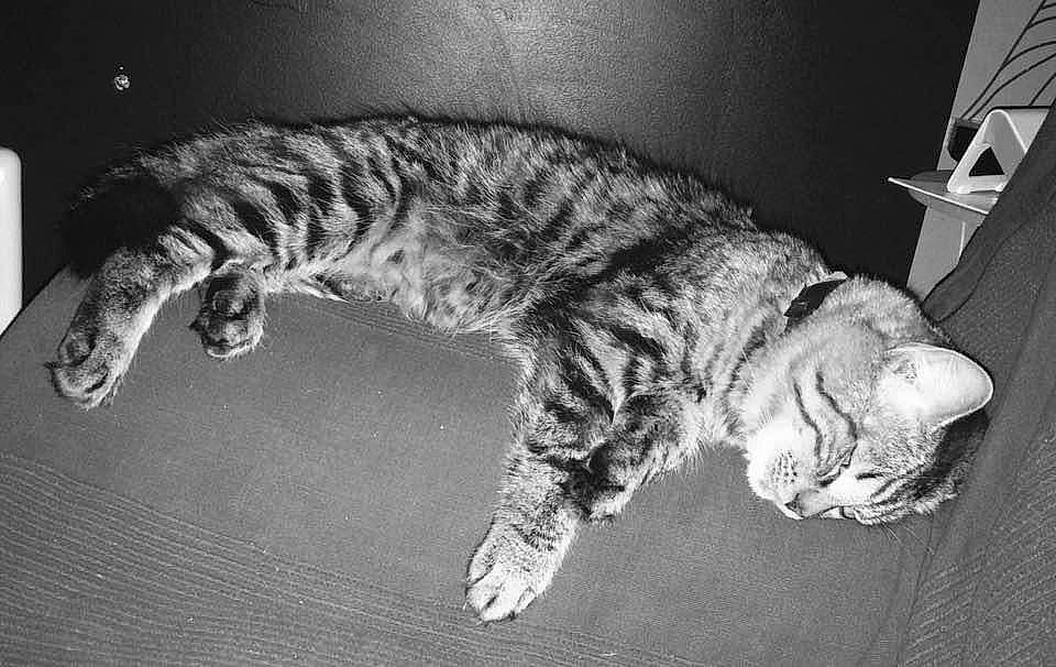 Flash a rejoint le concours — aidez-le/la à gagner de superbes lots ! black_and_white, carnivore, cat, domestic_short_haired_cat, dragon_li, european_shorthair, felidae, fur, kitten, ocicat, paw, pixie_bob, sleep, small_to_medium_sized_cats, tabby_cat, tail, whiskers