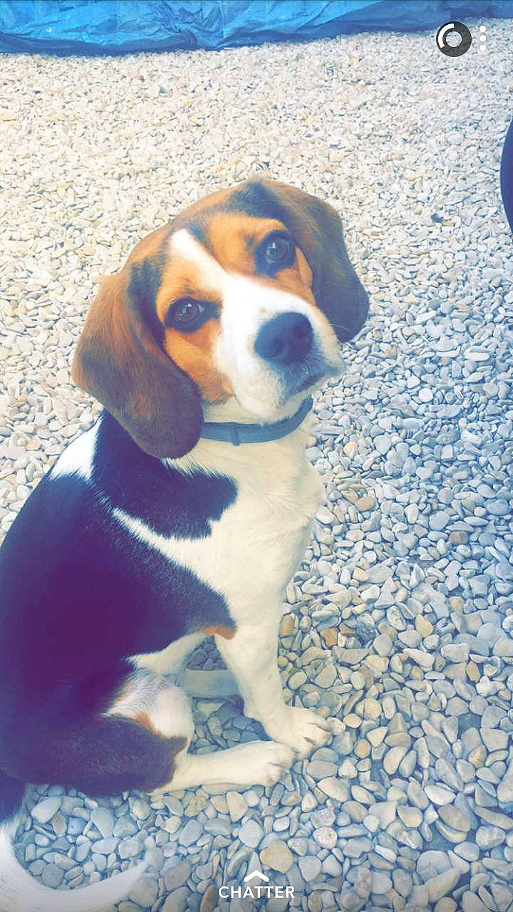 Inna a rejoint le concours — aidez-le/la à gagner de superbes lots ! american_foxhound, beagador, beagle, beagle_harrier, beaglier, canidae, carnivore, dog, dog_breed, english_foxhound, estonian_hound, finnish_hound, hamiltonstovare, harrier, mammal, pocket_beagle, puppy, scent_hound, serbian_tricolour_hound, vertebrate