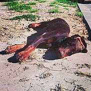 Coffee participe au concours pour gagner de l'argent avec cette photo :