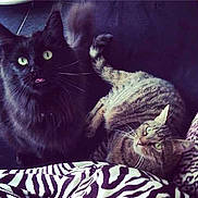 Fletcher a rejoint le concours — aidez-le/la à gagner de superbes lots !