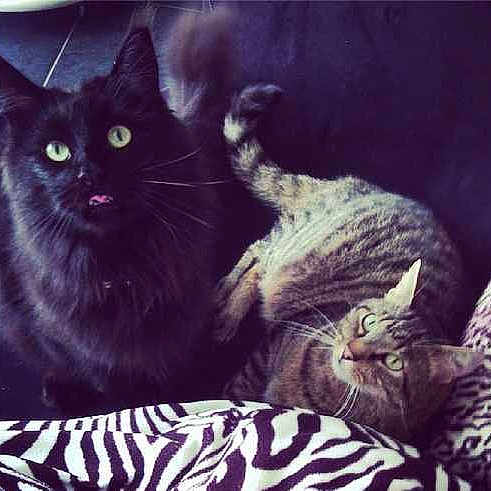 Fletcher a rejoint le concours — aidez-le/la à gagner de superbes lots !