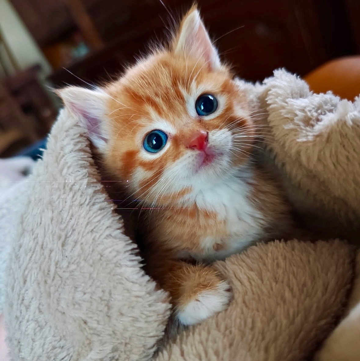 Rouck participe au concours pour gagner de l'argent avec cette photo : kitten, cat, orange_tabby, blue_eyes, fur, whiskers, blanket, cozy, cute, pet, animal, indoor, soft, young, feline, closeup, adorable, comfort, sleepy, warm