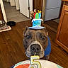 dog, birthday, birthday_cake, party_hat, candle, number_five, cake, celebration, pet, portrait, close_up, brown_dog, blue_clothing, nose, indoors, wood_floor, kitchen, table, paper_plate, food