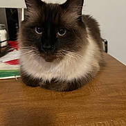 Sky joined the competition — help win amazing prizes! animal, blue_eyes, calm, cat, close_up, curious, domestic_cat, ears, feline, fluffy, fur, household, indoor, looking, pet, siamese_cat, sitting, table, whiskers, wooden_table