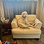 dog, curly_hair, leather_loveseat, living_room, curtains, window, wood_floor, side_table, fan, tissue_box, toy_car, relaxed, pet, indoor, furniture, cozy, daylight, home_decor, canine, seated
