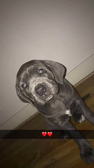 Rym participe au concours pour gagner de l'argent avec cette photo : art, borador, canidae, carnivore, companion_dog, dog, dog_breed, fawn, fur, guard_dog, gun_dog, labrador_retriever, liver, puppy, retriever, snout, sporting_group, terrestrial_animal, whiskers, working_animal