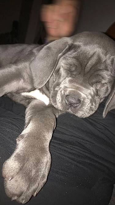 Rym participe au concours pour gagner de l'argent avec cette photo : canidae, carnivore, comfort, companion_dog, darkness, dog, dog_breed, fawn, fur, grey, guard_dog, gun_dog, monochrome, monochrome_photography, snout, sporting_group, terrestrial_animal, whiskers, working_animal, wrinkle