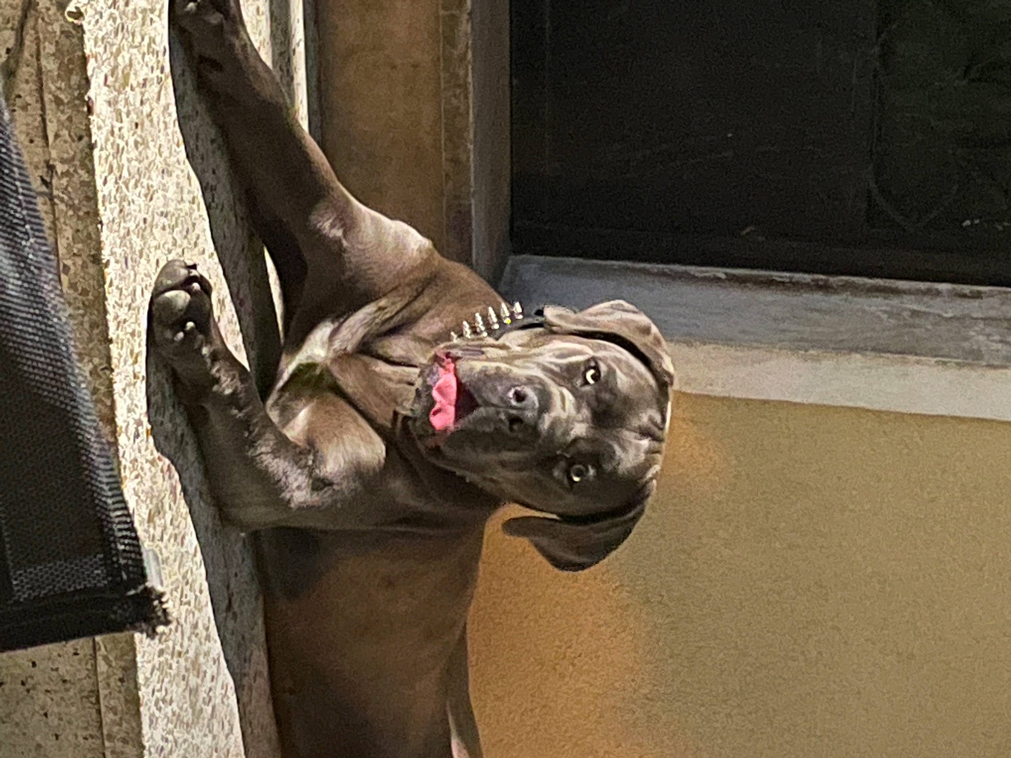 Rym participe au concours pour gagner de l'argent avec cette photo : art, artifact, bronze_sculpture, carmine, grey, human_leg, metal, monument, recreation, sculpture, snout, statue, tail, terrestrial_animal, visual_arts, wildlife, window, wood, working_animal, wrinkle