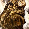 animal, blanket, cat, cozy, curled_up, cute, domestic_cat, feline, fluffy, fur, indoor, mammal, paws, pet, relaxed, resting, sleeping, soft, tabby, whiskers