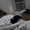 Billie a rejoint le concours — aidez-le/la à gagner de superbes lots ! animal, bed, black_and_white, blanket, cozy, dog, domestic, door, floor, furniture, home, indoor, pet, pile, quiet, relaxing, resting, sleepy, storage_bins, wood_floor