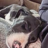 Billie participe au concours pour gagner de l'argent avec cette photo : dog, sleeping, blanket, couch, resting, cozy, indoor, pet, canine, fur, relaxation, closeup, snout, paw, comfort, domestic, animal, home, nap, peaceful