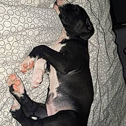 Billie participe au concours pour gagner de l'argent avec cette photo : puppy, dog, sleeping, bed, blanket, black_and_white, cute, animal, pet, domestic_animal, fur, paw, lying_down, resting, cozy, indoors, young, small, adorable, peaceful