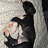 puppy, dog, sleeping, bed, blanket, black_and_white, cute, animal, pet, domestic_animal, fur, paw, lying_down, resting, cozy, indoors, young, small, adorable, peaceful