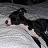 animal, bed, bedding, black_and_white, canine, cozy, curious, dog, domestic, fan, furniture, indoor, looking_away, lying_down, pattern, pet, pink_nose, resting, sleepy, white_paws