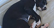 Billie a rejoint le concours — aidez-le/la à gagner de superbes lots ! dog, sleeping, black_and_white, cushion, indoor, floor, resting, pet, canine, fur, paw, nose, quiet, peaceful, home, relaxation, curled_up, animal, comfortable, domestic