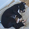 dog, sleeping, black_and_white, cushion, indoor, floor, resting, pet, canine, fur, paw, nose, quiet, peaceful, home, relaxation, curled_up, animal, comfortable, domestic