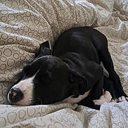 Billie participe au concours pour gagner de l'argent avec cette photo : animal, bed, black_and_white, blanket, comfort, cozy, cute, dog, domestic_animal, fur, indoor, napping, patterned_bedding, peaceful, pet, puppy, relaxation, resting, sleeping, young_dog