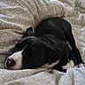 animal, bed, black_and_white, blanket, comfort, cozy, cute, dog, domestic_animal, fur, indoor, napping, patterned_bedding, peaceful, pet, puppy, relaxation, resting, sleeping, young_dog