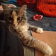 Quez is registered to the contest to win money with this photo: cat, fluffy, pet, indoor, lap, relaxed, feline, paw, person, blanket, scrunchie, cozy, fur, animal, cute, resting, home, comfort, soft, domestic