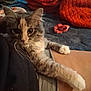 cat, fluffy, pet, indoor, lap, relaxed, feline, paw, person, blanket, scrunchie, cozy, fur, animal, cute, resting, home, comfort, soft, domestic