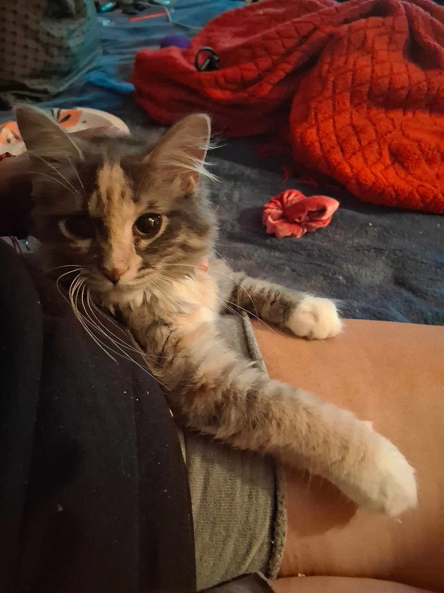 Quez is registered to the contest to win money with this photo: cat, fluffy, pet, indoor, lap, relaxed, feline, paw, person, blanket, scrunchie, cozy, fur, animal, cute, resting, home, comfort, soft, domestic