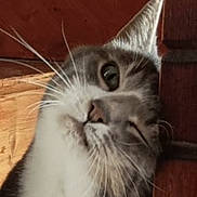 Tchico participe au concours pour gagner de l'argent avec cette photo : cat, animal, pet, whiskers, fur, curious, head, eye, ear, closeup, indoor, wood, feline, cute, muzzle, portrait, looking, face, domestic_cat, playful