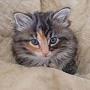 Raven joined the competition — help win amazing prizes! bed, blanket, blue_eyes, calico, cat, close_up, cute, domestic_cat, ears, feline, fluffy, fur, kitten, mammal, pet, portrait, quilt, tabby, whiskers, young