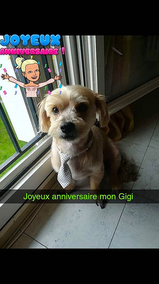 Guiszmo participe au concours pour gagner de l'argent avec cette photo : carnivoran, dog, dog_breed, dog_breed_group, dog_like_mammal, headwear, joy, mammal, person, photo_caption, puppy, puppy_love, retriever, snout, sporting_group, vertebrate