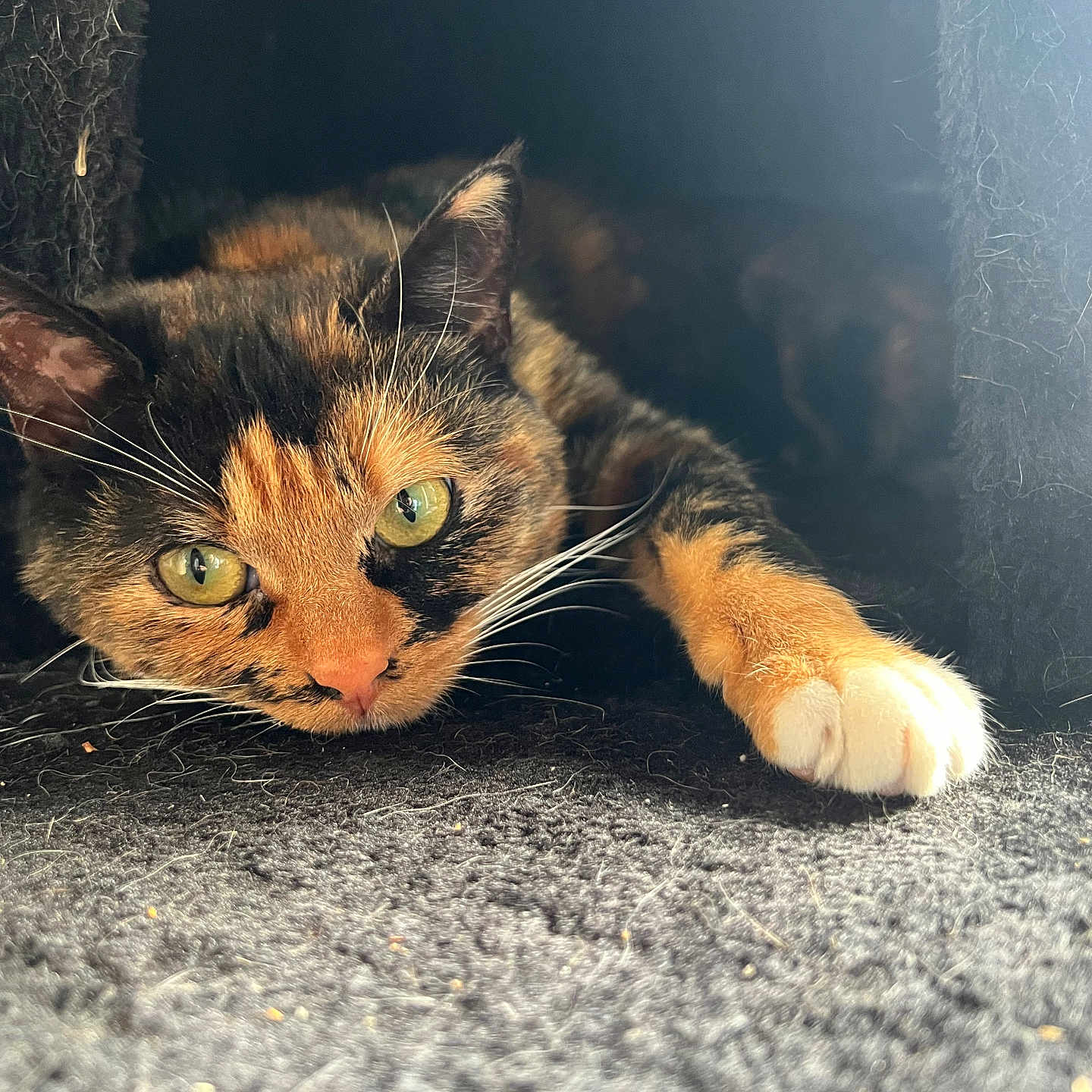 Nevada participe au concours pour gagner de l'argent avec cette photo : abyssinian, angora, animal, blackcat, brasssection, cat, den, horn, indoors, kitten, manx, musicalinstrument, person, pet, slate, sleeping, snout